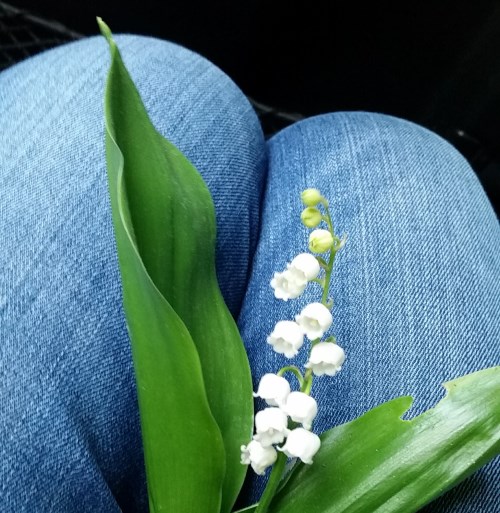 Un brin de muguet pour le 1er mai